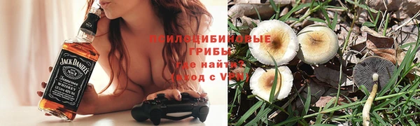 прущие грибы Долгопрудный