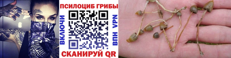 Псилоцибиновые грибы мицелий  ОМГ ОМГ ссылка  Маркс 